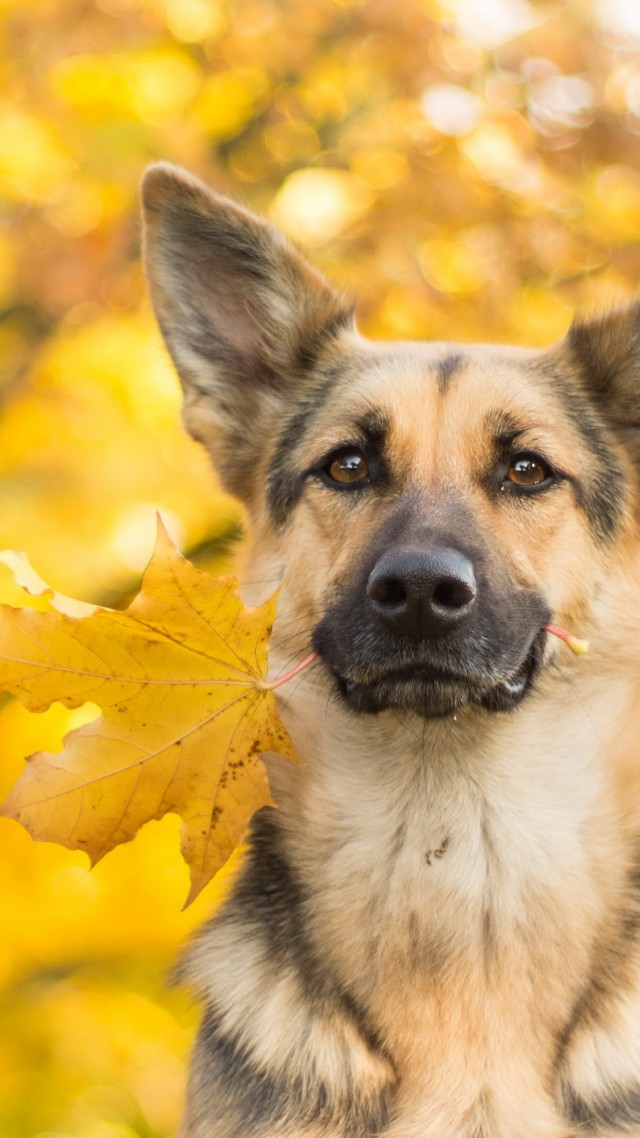 собака, dog, cute animals, leaves, autumn, 4k (vertical)
