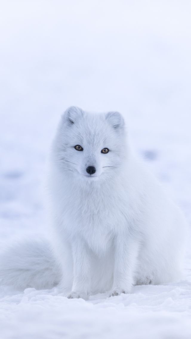 Песец, arctic fox, cute animals, winter, snow, white, 8k (vertical)