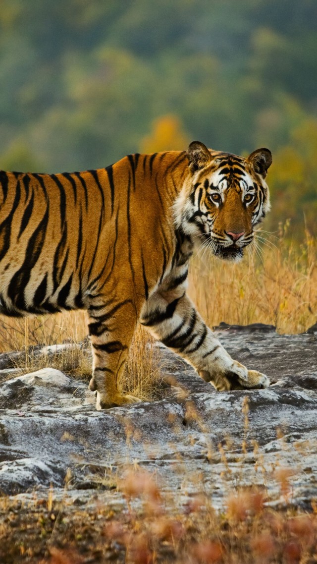 тигр, tiger, cute animals, 5k (vertical)