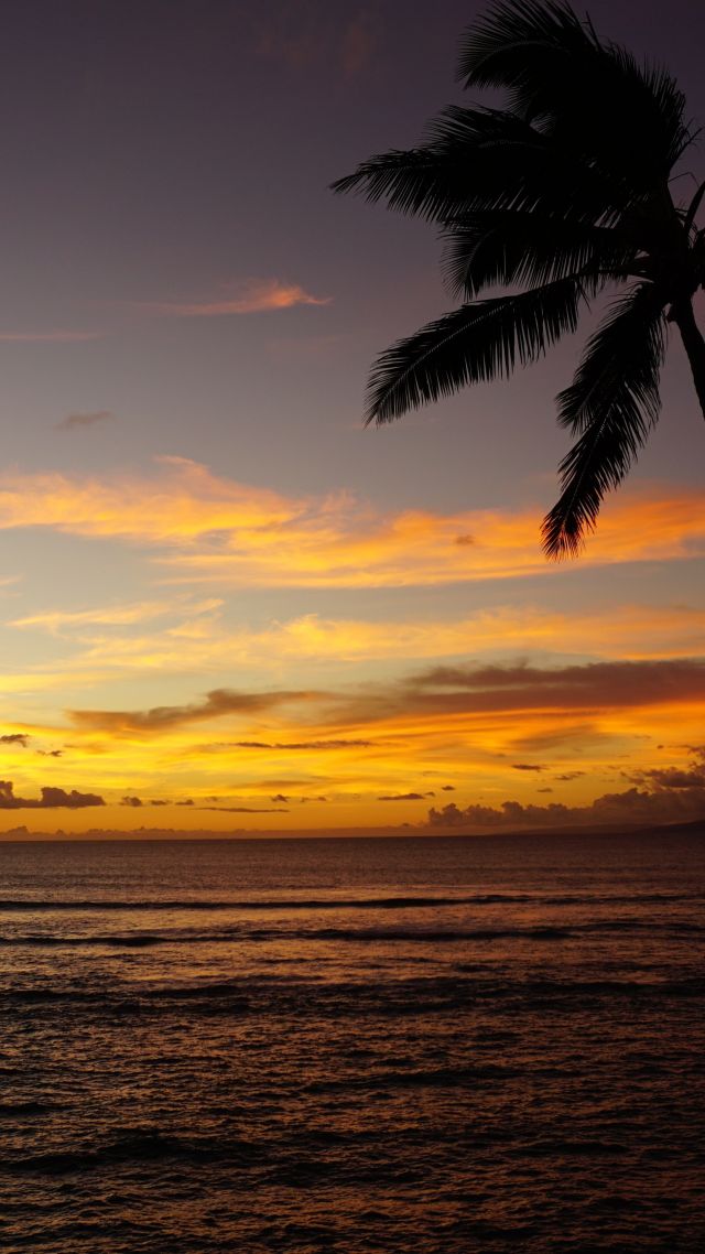 Мауи, Maui, Hawaii, ocean, palm, sunset, 5k (vertical)