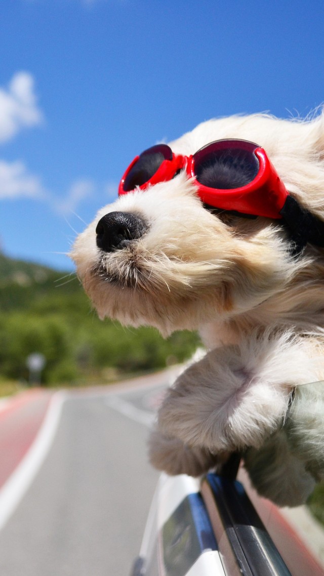 Собака, щенок, дорога, забавный, очки, шерсть, небо, природа, Dog, puppy, road, funny, glasses, hair, sky, nature (vertical)