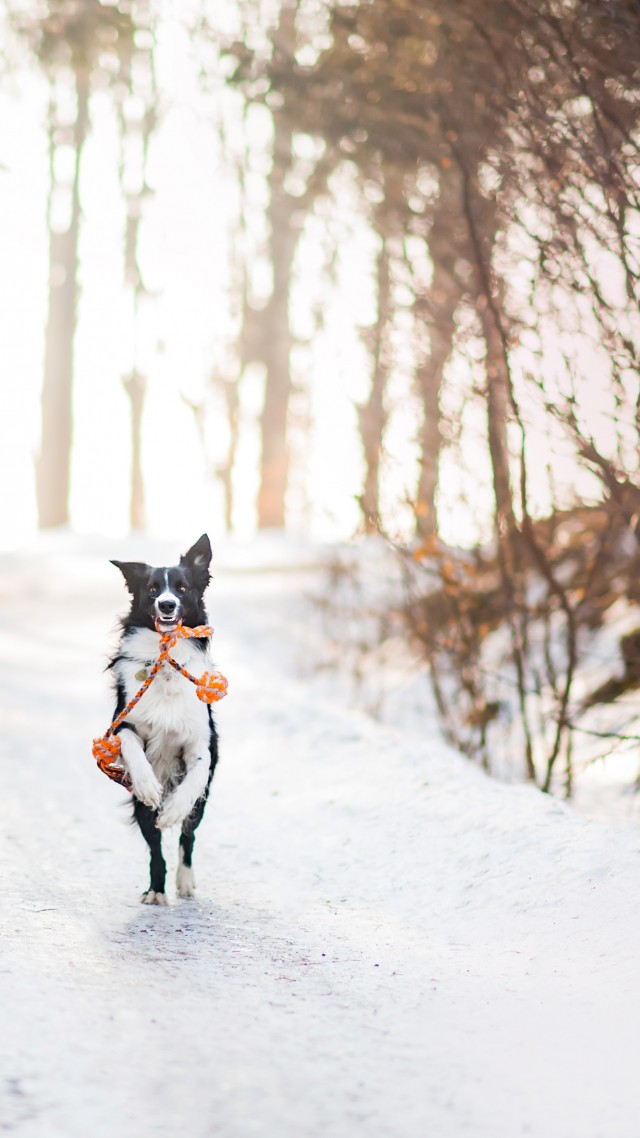 собака, dog, cute animals, winter, snow, trees, 4k (vertical)