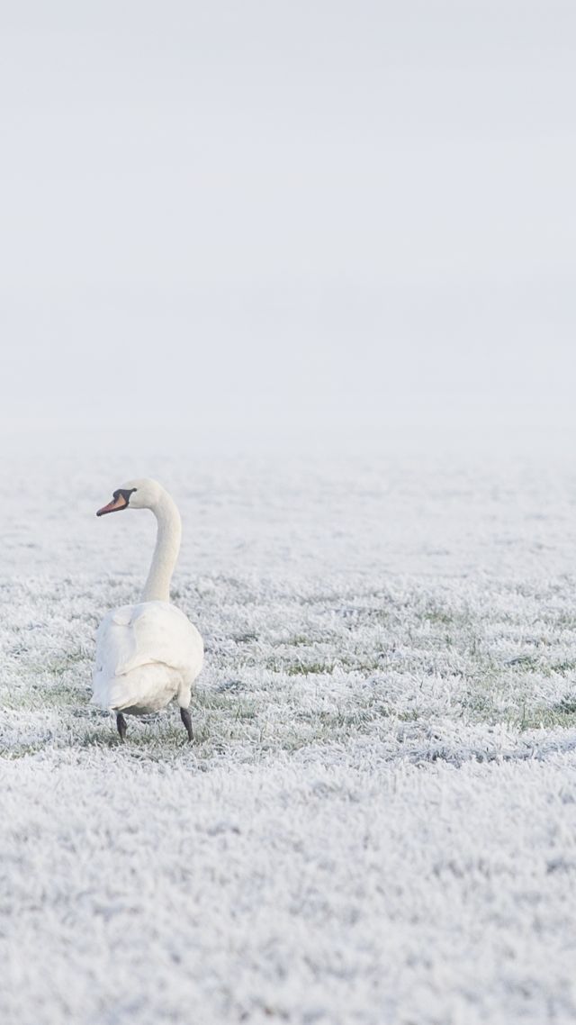 лебеди, зима, winter, swans, snow, 8k (vertical)