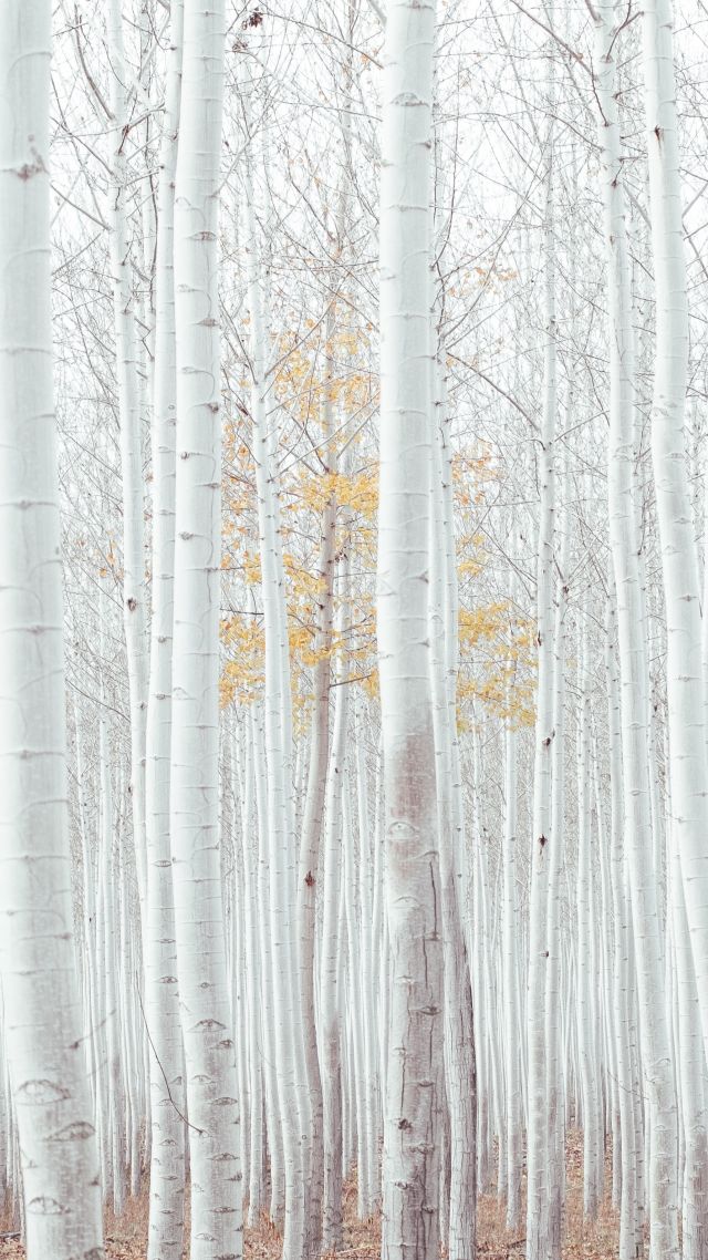 деревья, white, trees, forest, 4k (vertical)