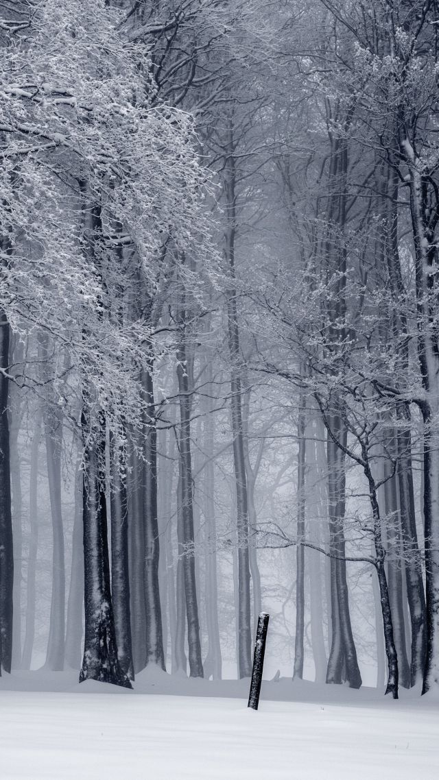деревья, снег, зима, forest, trees, snow, winter, 4k (vertical)