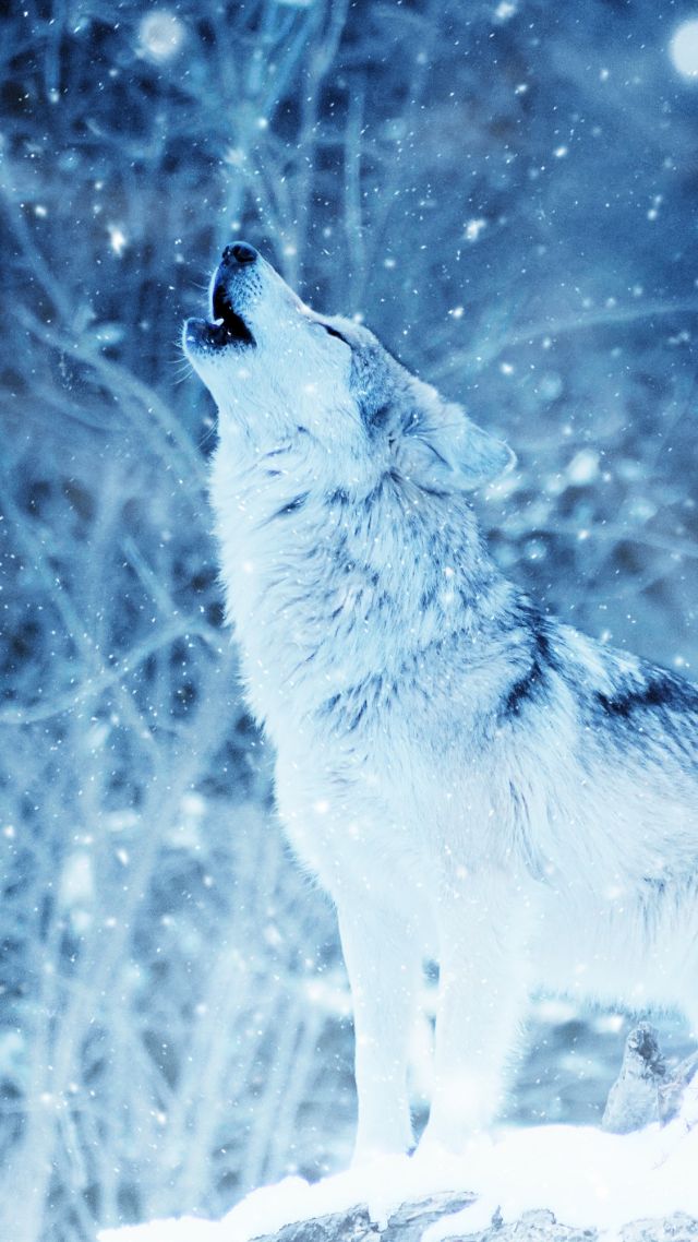 волк, wolf, winter, snow, 4k (vertical)