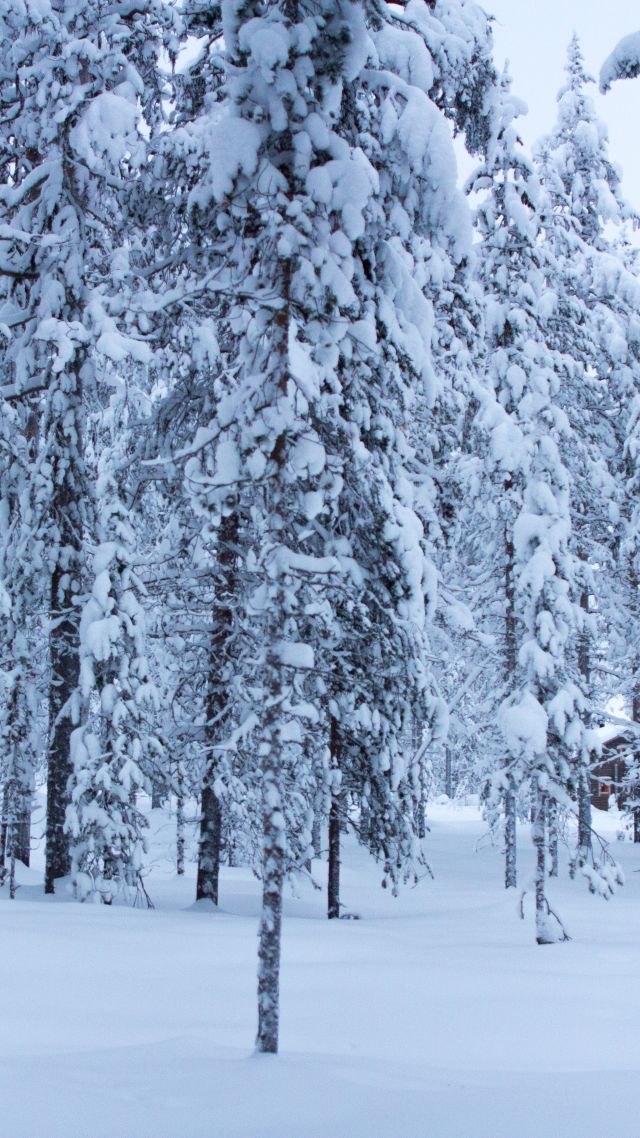 деревья, снег, forest, trees, snow, winter, 5k (vertical)