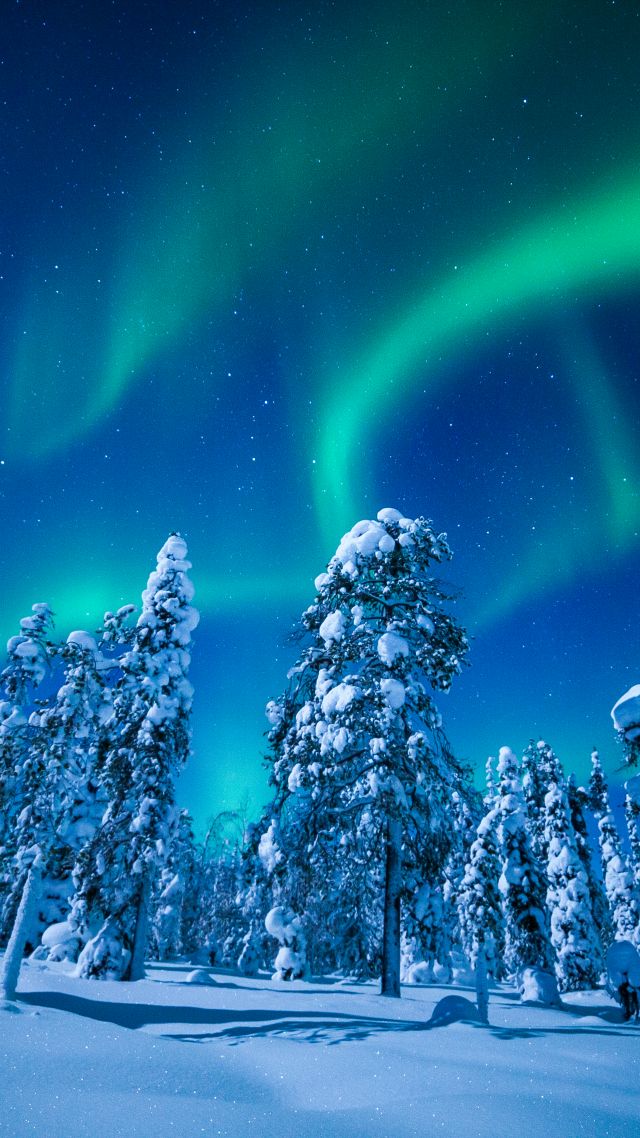 Лапландия, Финляндия, зима, северное сияние, Lapland, Finland, winter, snow, tree, night, northern lights, 5k (vertical)