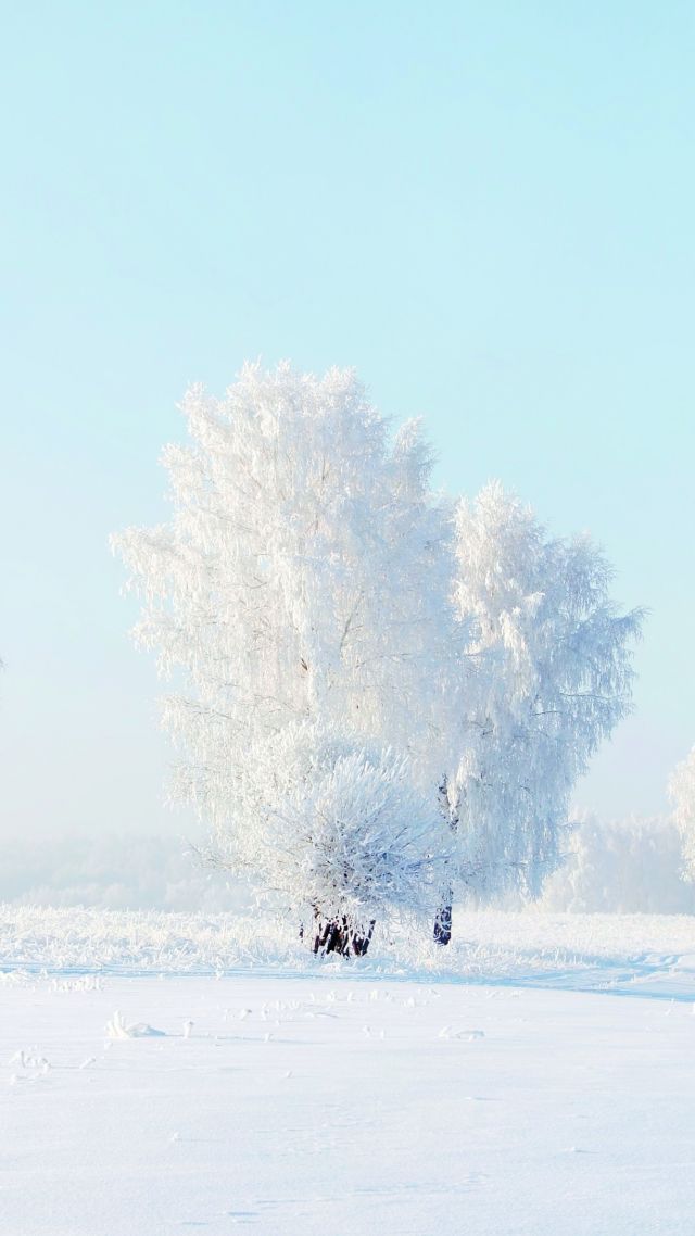 деревья, снег, trees, snow, winter, 4k (vertical)