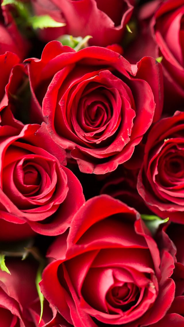 роза, rose, flower, red, 4k (vertical)