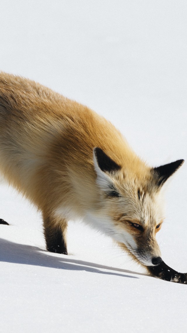 лиса, fox, cute animals, winter, snow, 5k (vertical)