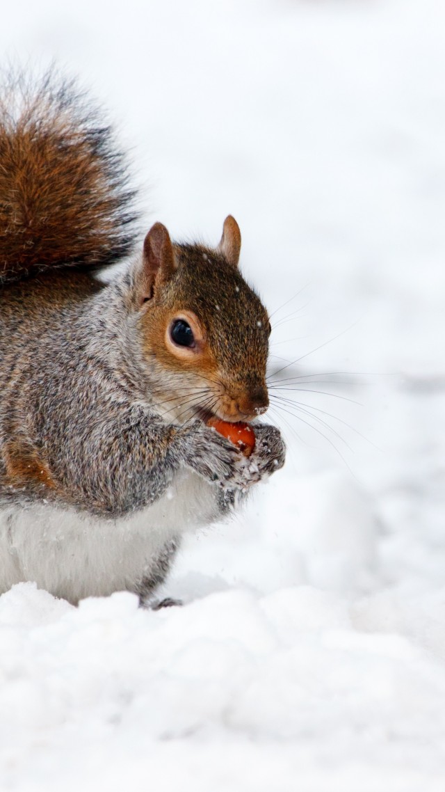белка, зима, squirrel, cute animals, snow, winter, 4k (vertical)