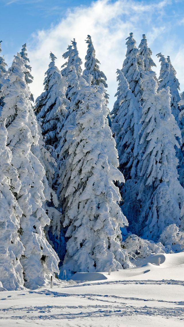 лес, снег, зима, forest, tree, snow, winter, 4k (vertical)