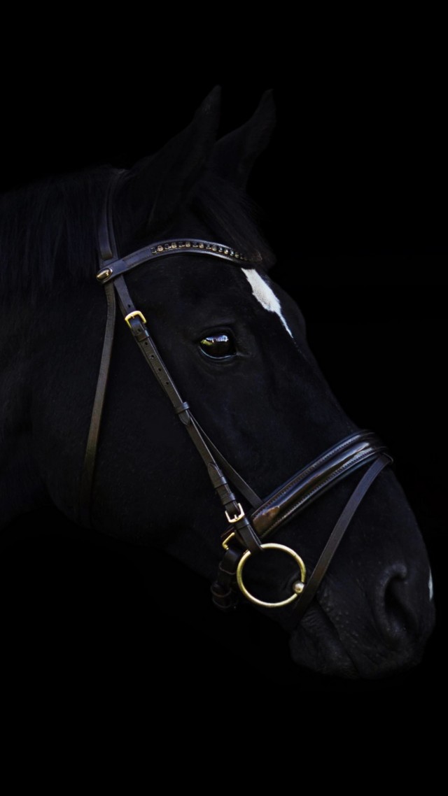 лошадь, horse, cute animals, black, 4k (vertical)