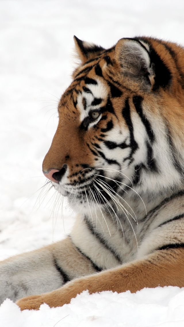 тигр, tiger, cute animals, snow, winter, 4k (vertical)