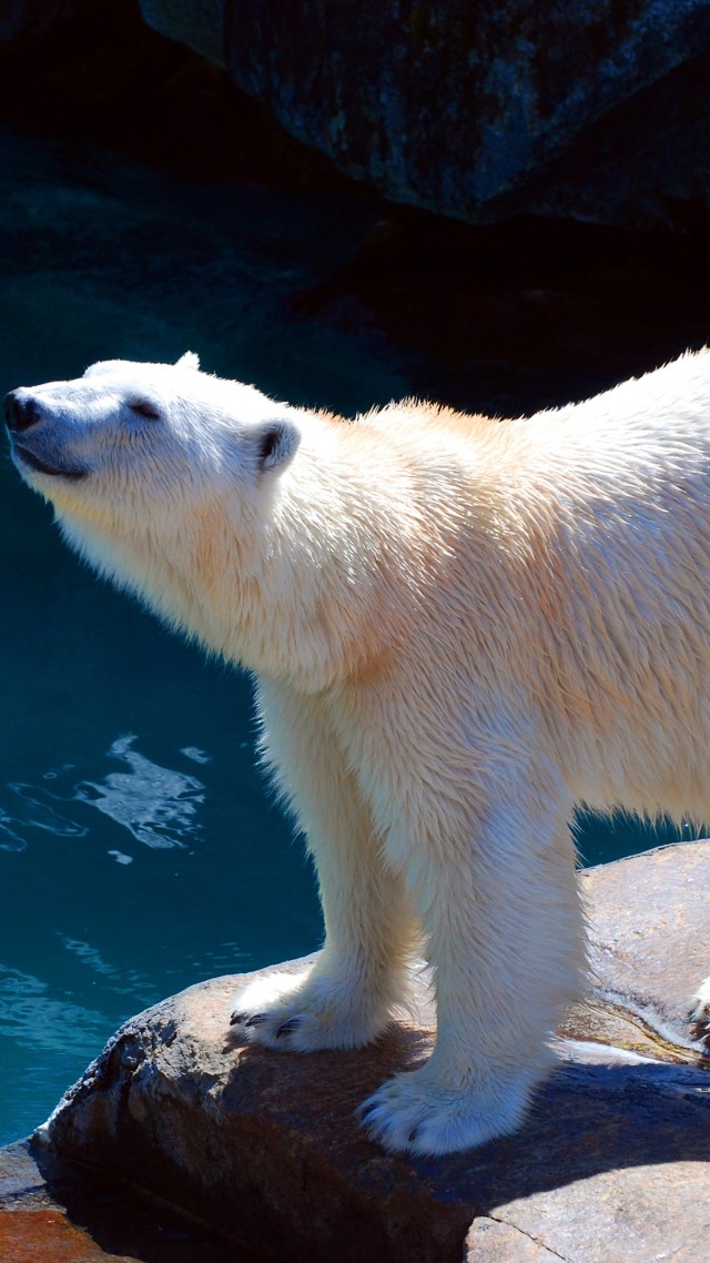 Полярный медведь, polar bear, cute animals, 4k (vertical)