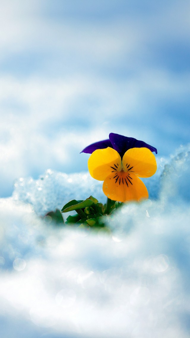 цветок, снег, flower, snow, winter, 5k (vertical)