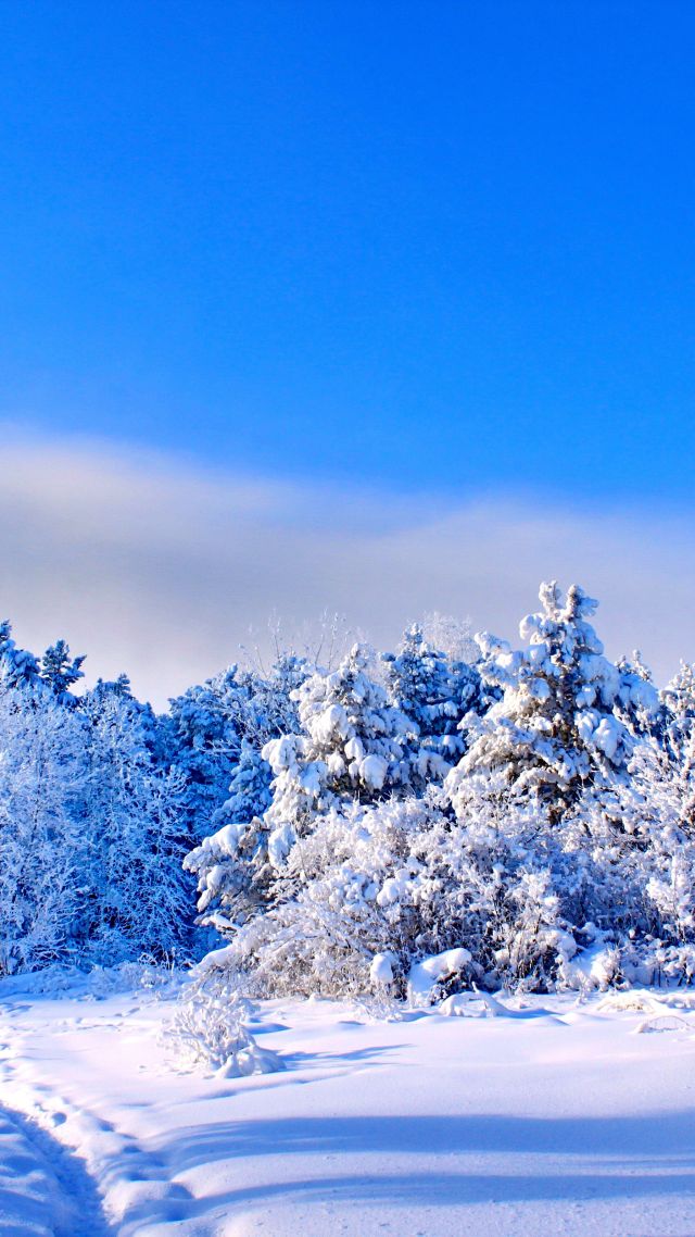 деревья, снег, forest, trees, snow, winter, 4k (vertical)