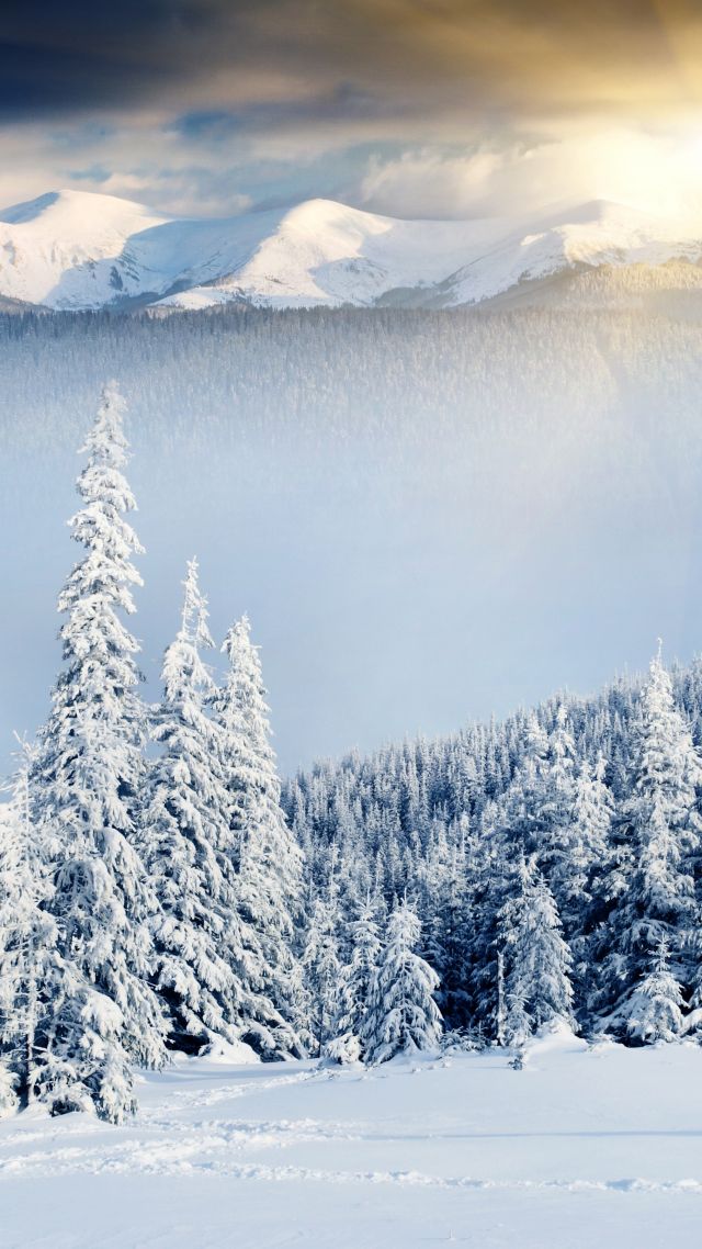 деревья, снег, mountains, forest, trees, snow, winter, 8k (vertical)