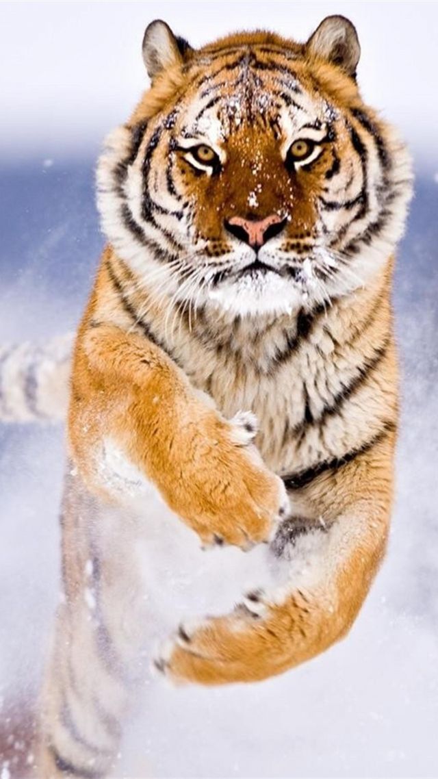тигр, tiger, cute animals, snow, winter, 8k (vertical)