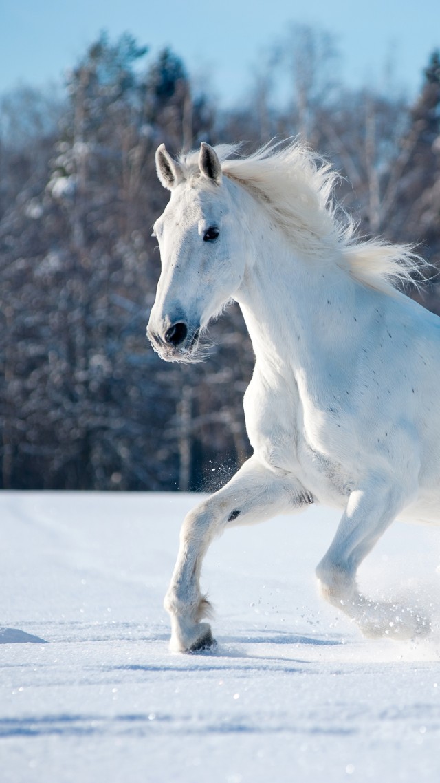 лошадь, horse, cute animals, snow, winter, 5k (vertical)