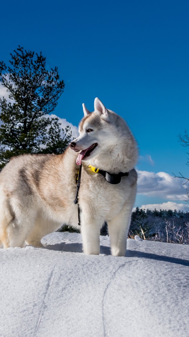 собака, dog, husky, cute animals, snow, winter, 5k (vertical)