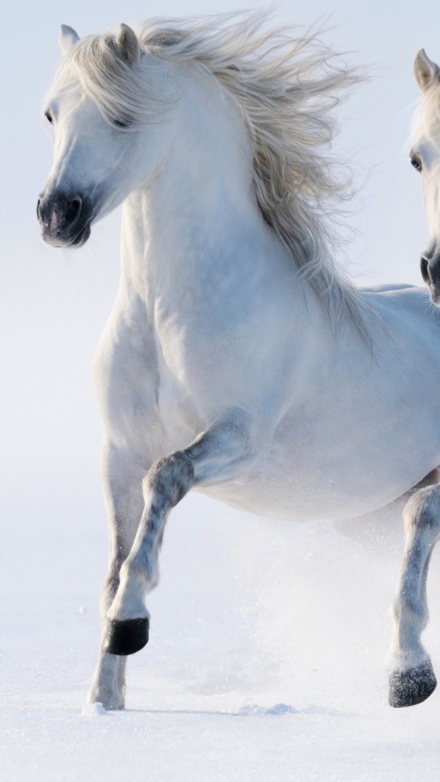 лошади, horses, cute animals, snow, winter, 5k (vertical)