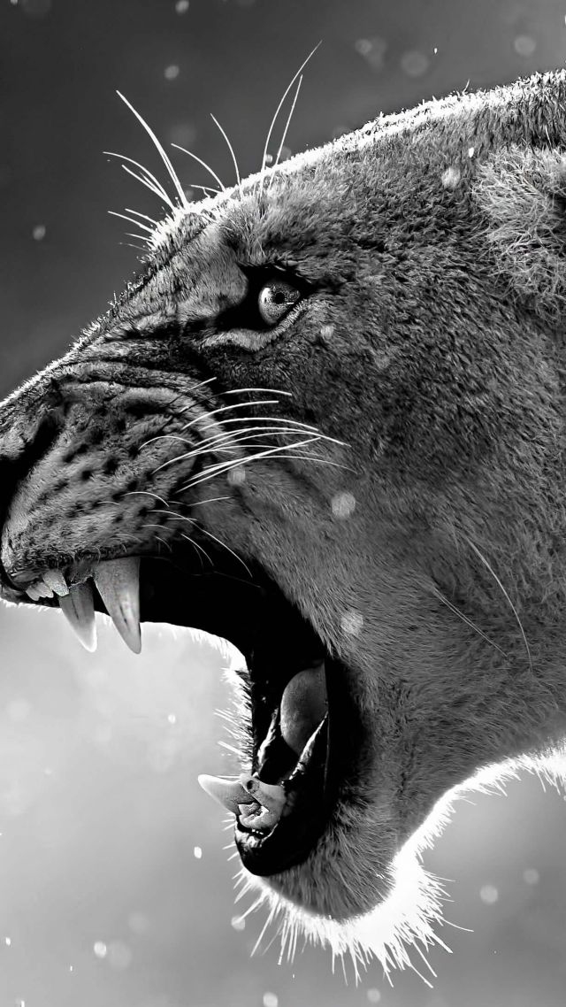 лев, lion, roaring, 4k (vertical)