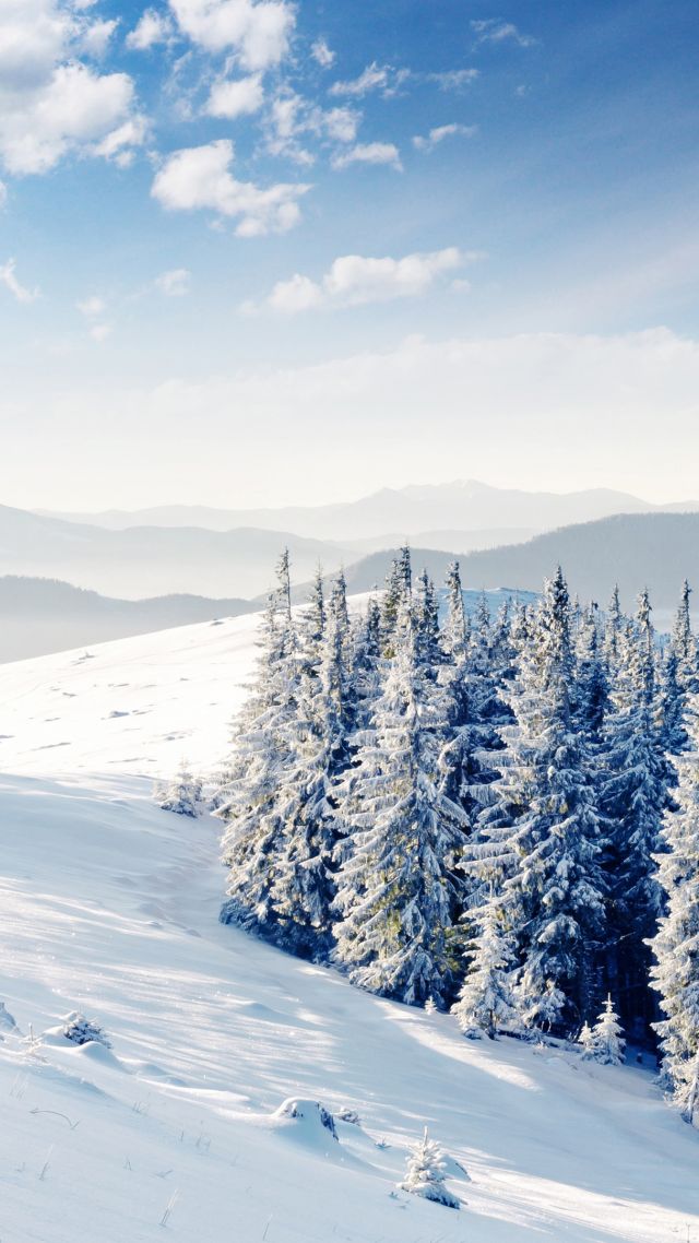 деревья, снег, mountains, forest, trees, snow, winter, 4k (vertical)