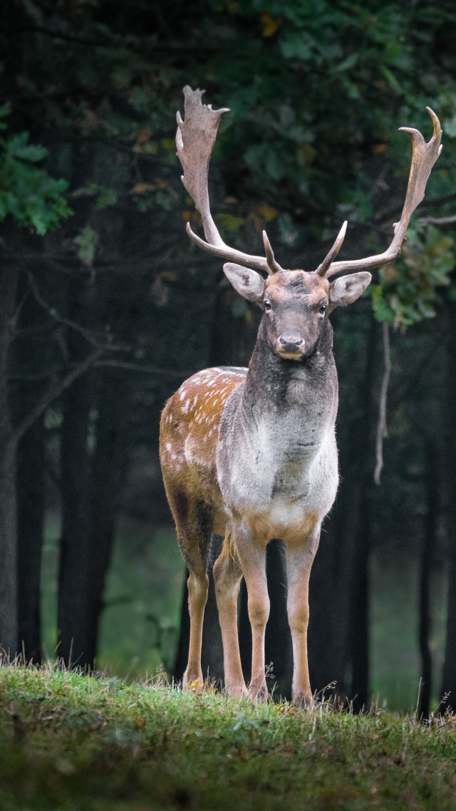 олень, deer, cute animals, forest, 5k (vertical)