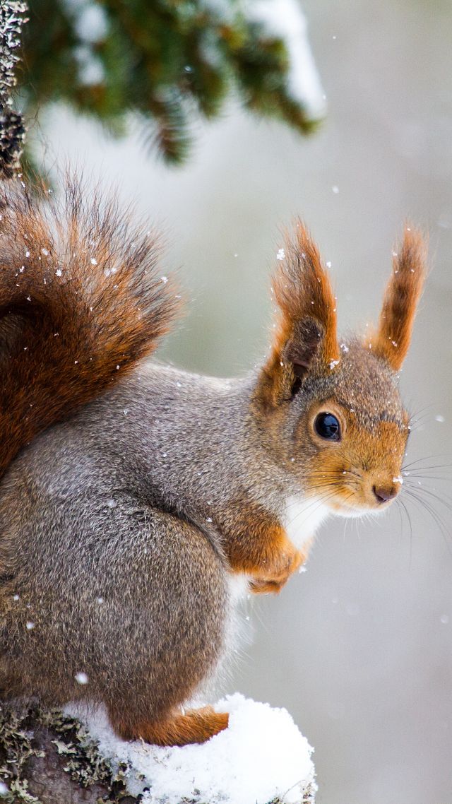 белка, squirrel, cute animals, winter, 5k (vertical)
