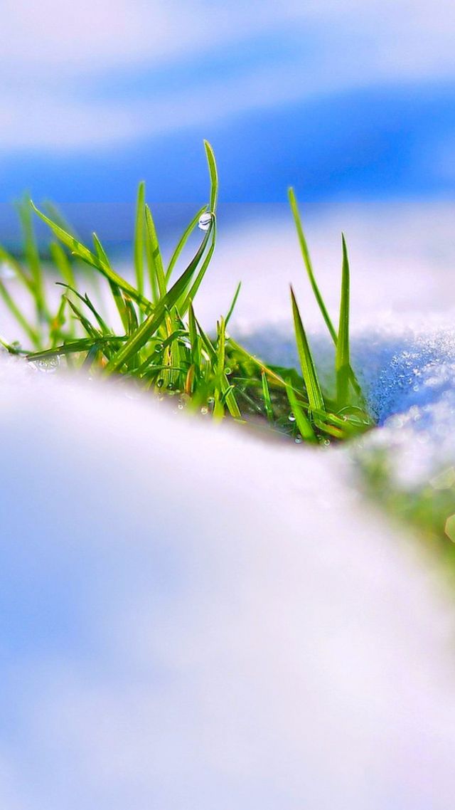 снег, snow, winter, grass, 4k (vertical)