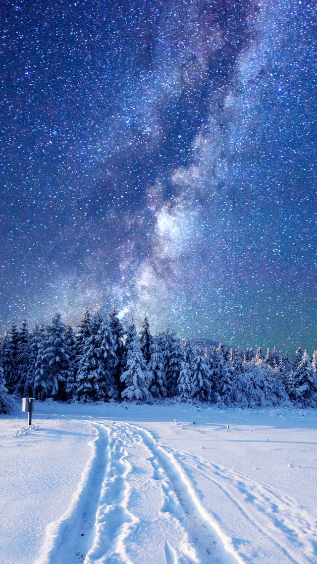 лес, зима, forest, snow, winter, sky, stars, night, 5k (vertical)