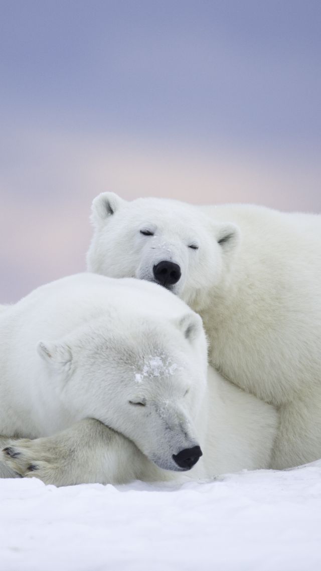 полярные медведи, polar bears, cute animals, winter, 5k (vertical)