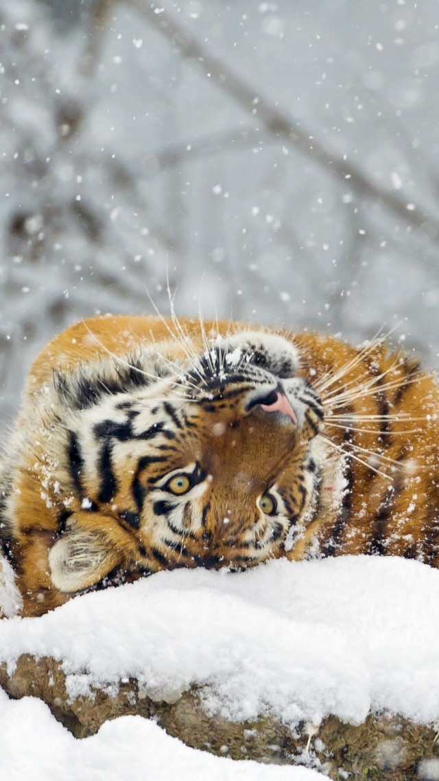 тигр, tiger, cute animals, snow, winter, 4k (vertical)