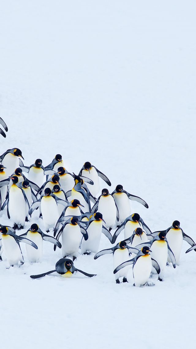 пингвины, penguins, snow, winter, 4k (vertical)