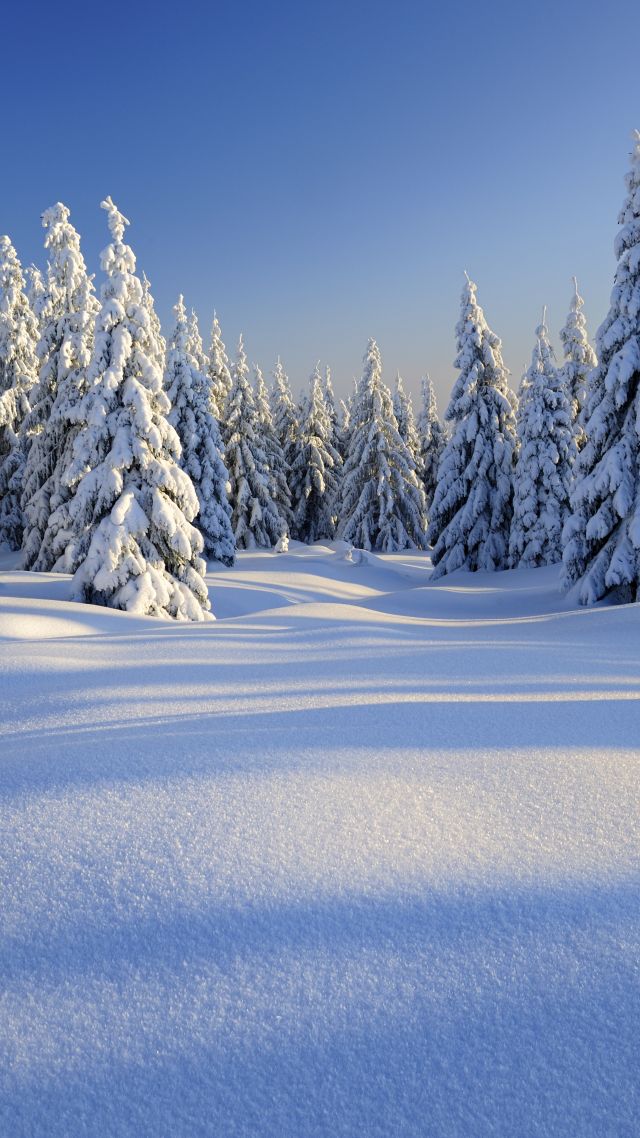 лес, снег, зима, forest, trees, snow, winter, 5k (vertical)
