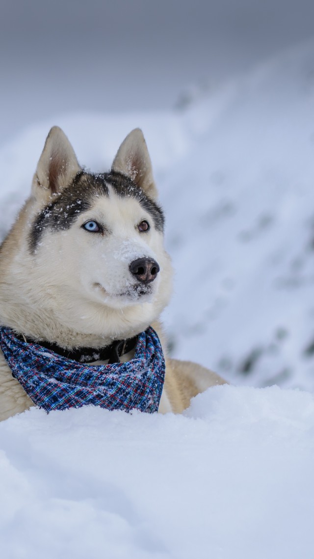 собака, dog, husky, cute animals, snow, winter, 5k (vertical)