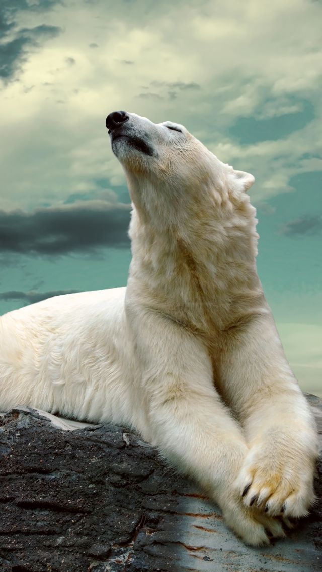 Полярный медведь, polar bear, cute animals, sky, clouds, 8k (vertical)
