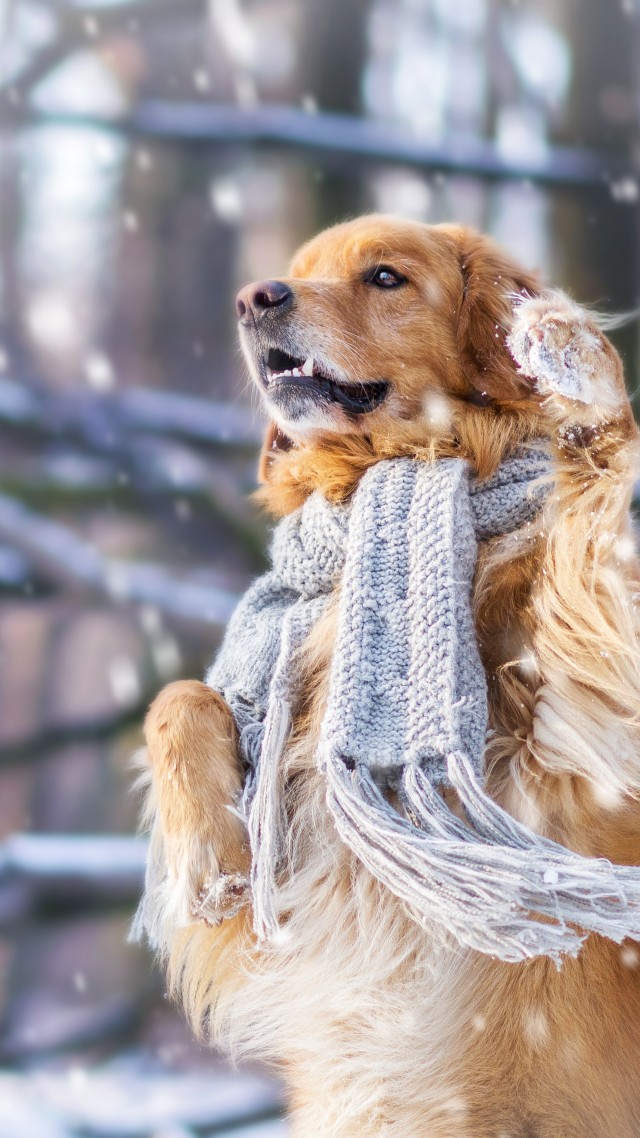 собака, dog, cute animals, snow, winter, 4k (vertical)