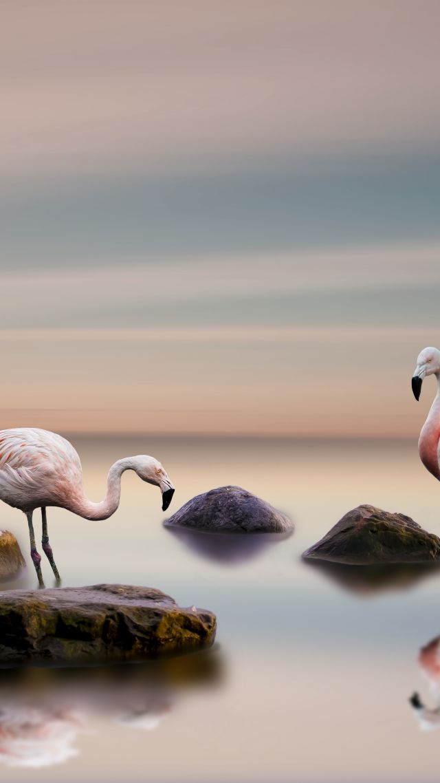 фламинго, flamingo, bird, ocean, 5k (vertical)
