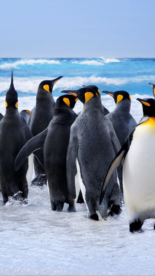пингвины, penguins, ocean, 8k (vertical)