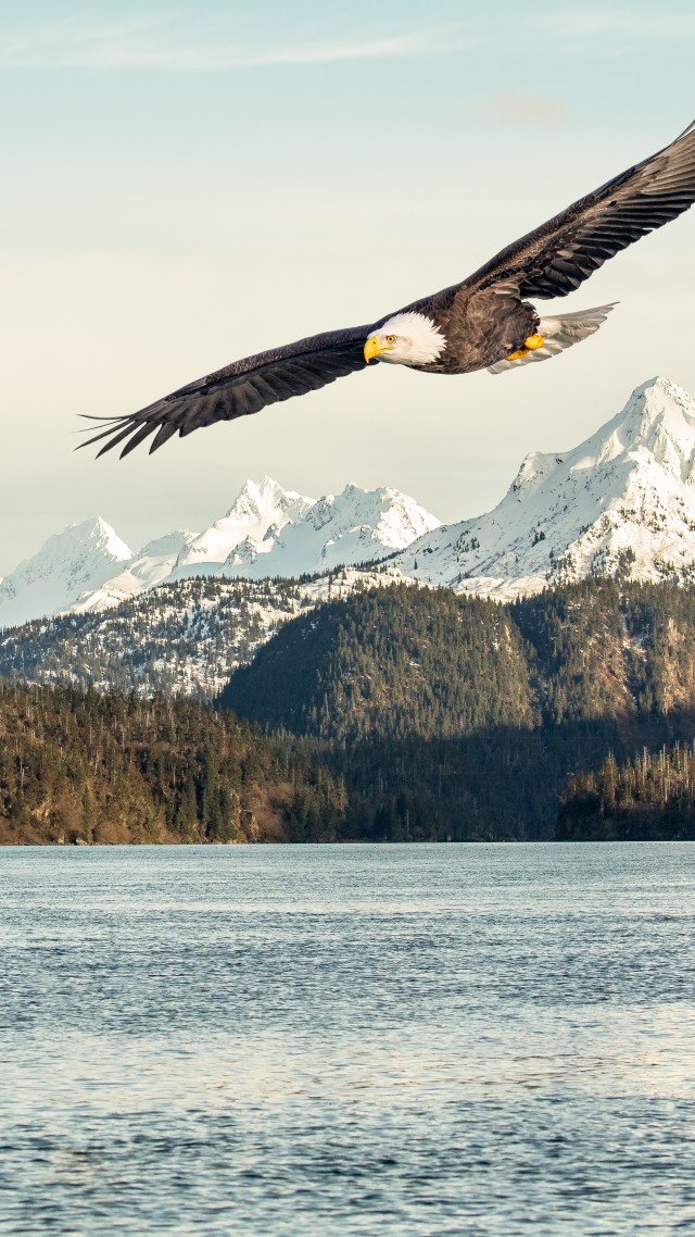 орел, eagle, mountains, lake, 5k (vertical)