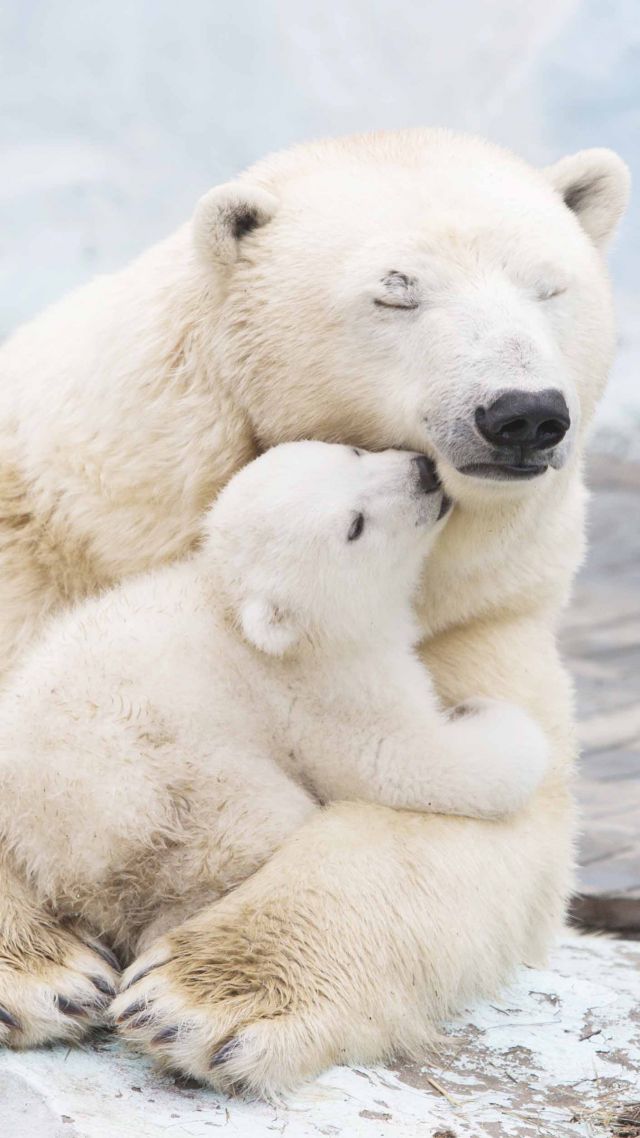 полярные медведи, polar bears, cute animals, 4k (vertical)