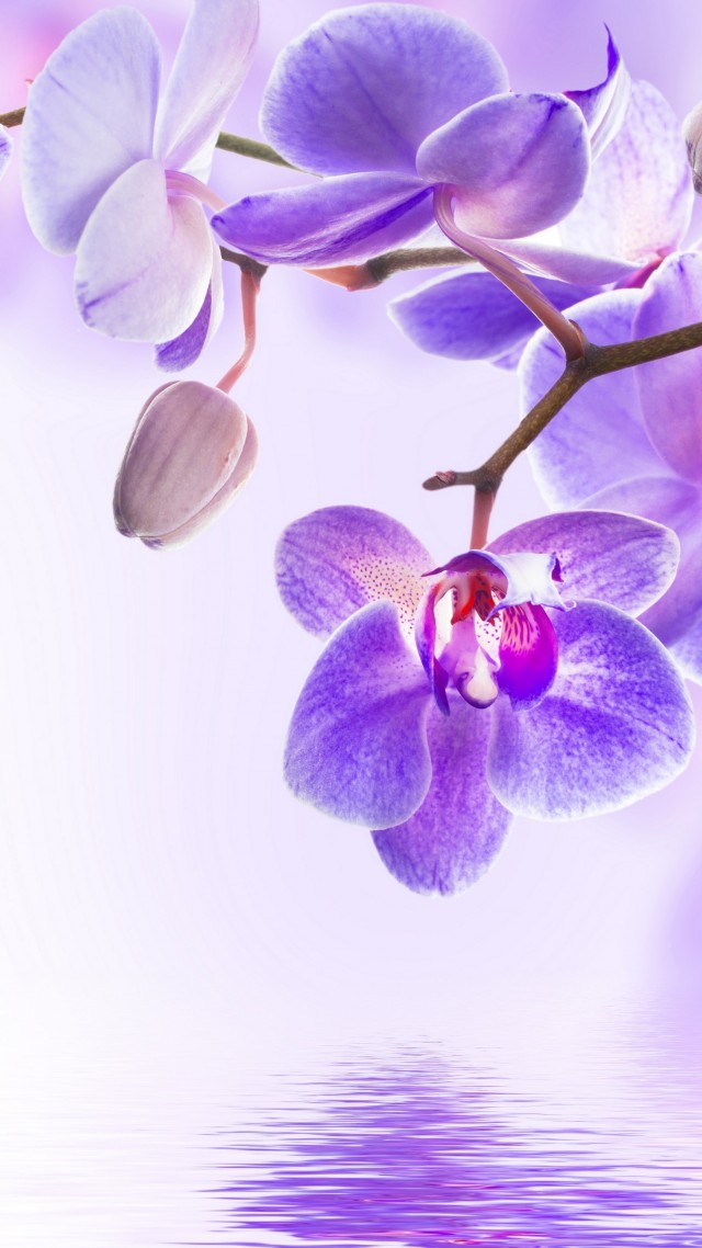 цветок, orchid, flower, 4k (vertical)