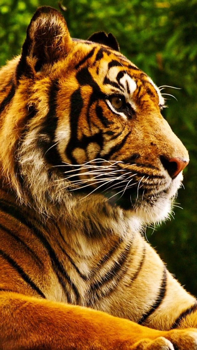 тигр, tiger, cute animals, 4k (vertical)