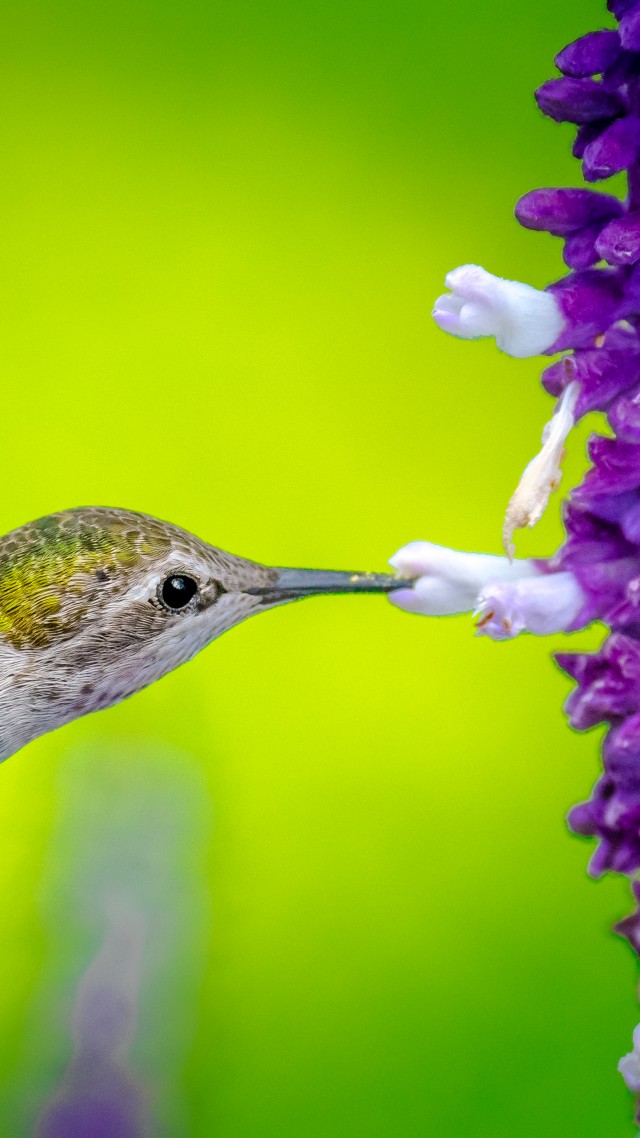 птица, Hummingbird, bird, flower, 5k (vertical)