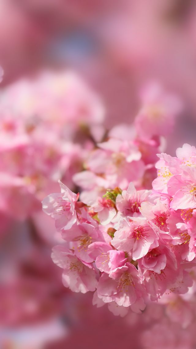 сакура, sakura, blossom, spring, trees, 5k (vertical)