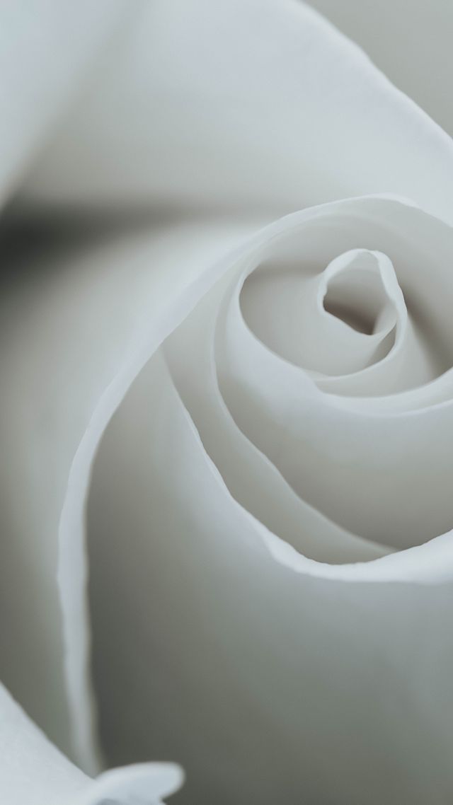 роза, flower, rose, 8k (vertical)
