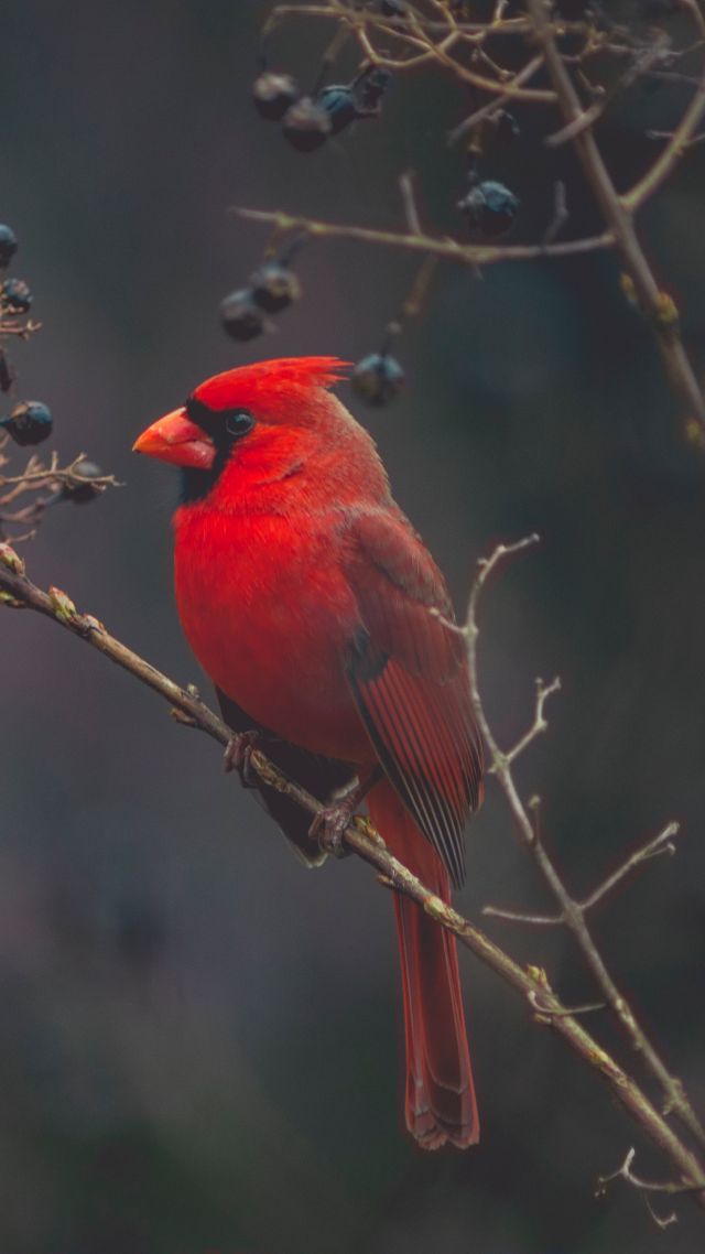 птицы, птица, Cardinal, Red bird, bird, 4K (vertical)